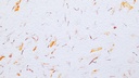 Baumwollputz Basis Edelweiß 4